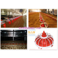 Automatic Broiler Machinery in Poultry Farming House with Low Price